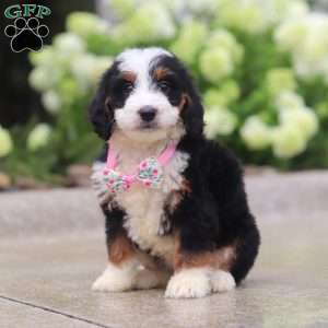Pixie, Mini Bernedoodle Puppy